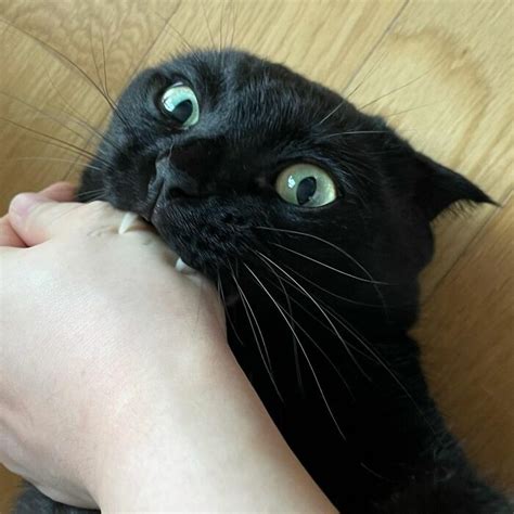 This Black Cat Is So Adorable And Quirky He’s Taking Over Instagram (40 ...