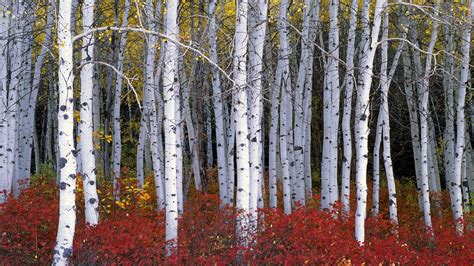 Birch Trees Autumn Wallpapers - Wallpaper Cave