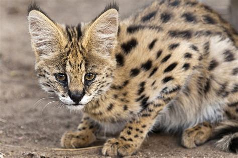 Serval Cat: Breed Profile, Characteristics & Care