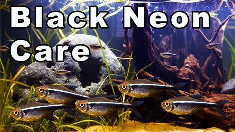 Black Neon Tetra Care & Species Guide | Fishkeeping World