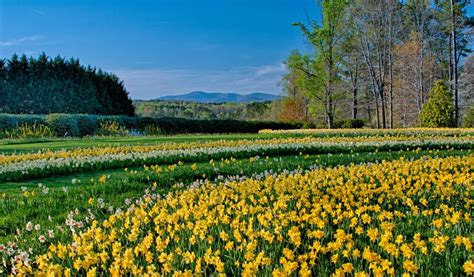 Explore Georgia: Daffodils at Gibbs Gardens in Ball Ground,...