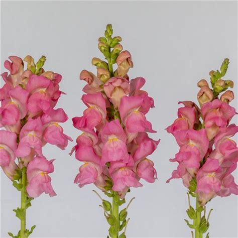 Snapdragon Seeds | Snapdragon Opus Pink | Cut Flowers