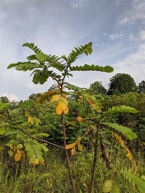 Ketapang Tree in a Village in Indonesia Stock Photo - Image of food ...