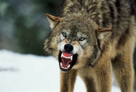 Growling Wolf Face