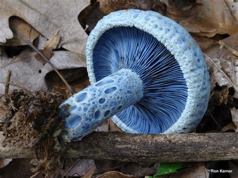 🔥 Lactarius Indigo, edible blue mushroom. : r/NatureIsFuckingLit