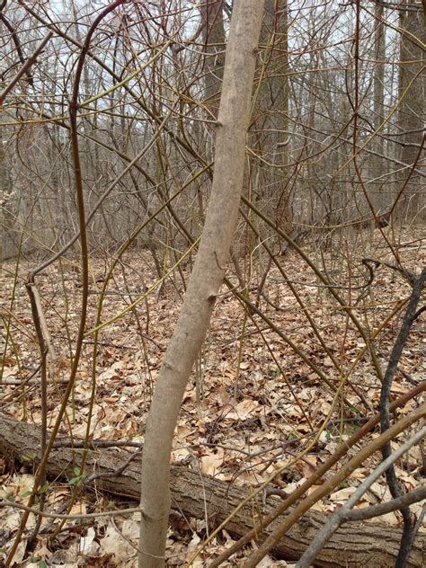 Sugar Maple Tree Bark