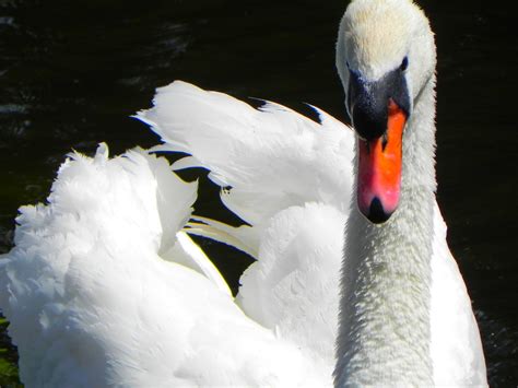 Free Images : wing, white, lake, flying, wildlife, beak, fowl, fauna, swan, grace, feathers ...