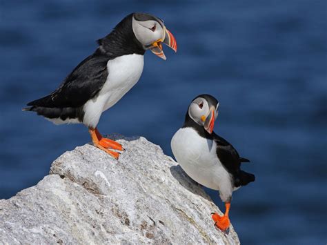 Atlantic Puffin - Interesting Facts, Other Information and Pictures | by Pets Planet ...