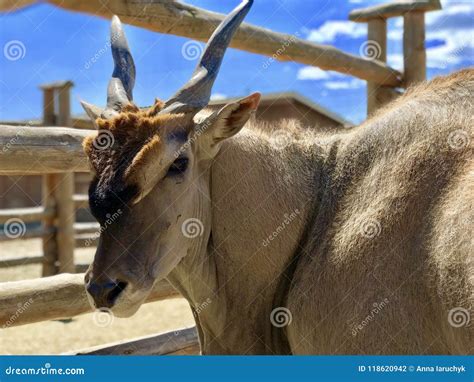 Antelope stock photo. Image of horns, antelope, thundering - 118620942