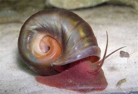 Freshwater Snails Identification