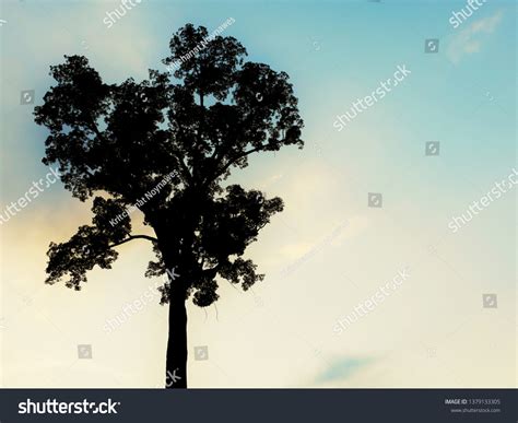 Big Tree Silhouette Stock Photo 1379133305 | Shutterstock