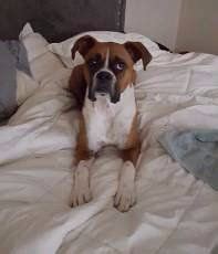 Boxer Dog Snoring | What is Normal, What is Not