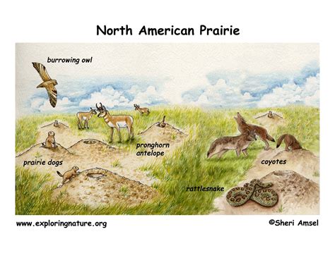 Prairie Grassland Biome Animals