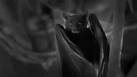 Bat GIF - Find & Share on GIPHY