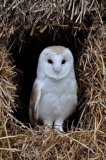 Beautiful Barn Owl. Beautiful Owl, Animals Beautiful, Cute Animals ...