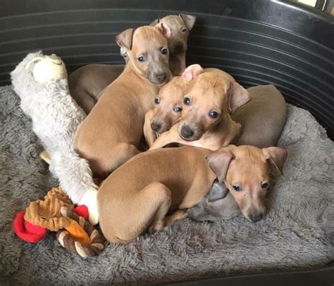 KC Registered Italian Greyhound puppies for sale | in Wareham, Dorset | Gumtree