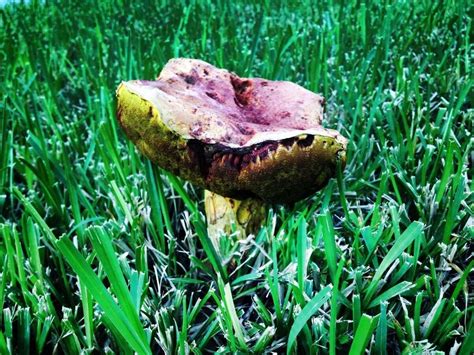 Wild, deadly mushrooms popping up all over Houston