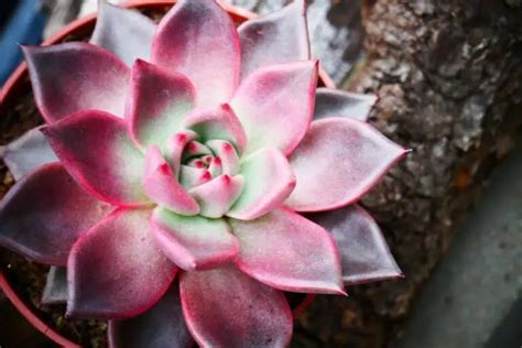 How To Use LED Grow Lights For Succulents (Intensity Is Key)