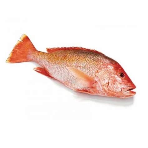 Sankara Fish at Rs 250/kilogram | सीफूड in Chennai | ID: 15594435433