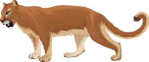 Florida Panther Clipart