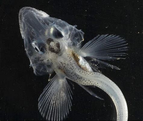 New Blog 1: Crocodile Icefish | Tiefsee wesen, Meerestiere, Fische