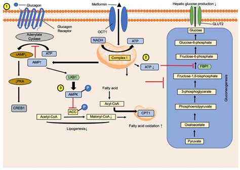 IJMS | Free Full-Text | Mechanism Underlying Metformin Action and Its ...