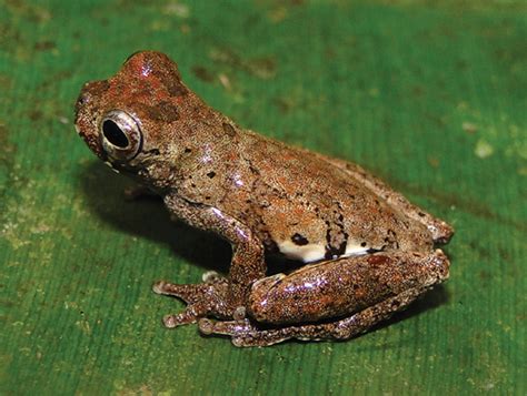 Two New Species of Treefrogs Discovered in Amazon Basin | Sci.News