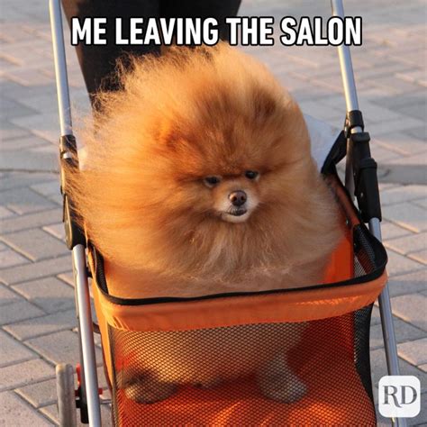 45 Hilarious Dog Memes You'll Laugh at Every Time | Reader's Digest