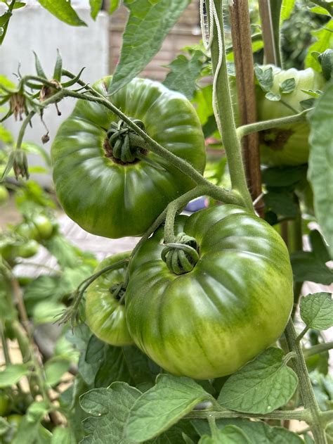 Quick Homemade Tomato Fertilizer — Meadowlark Journal