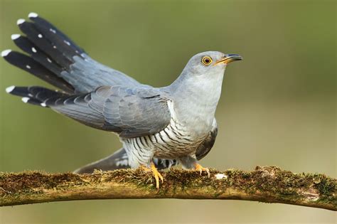 Common cuckoo: call, migration & facts - Plantura