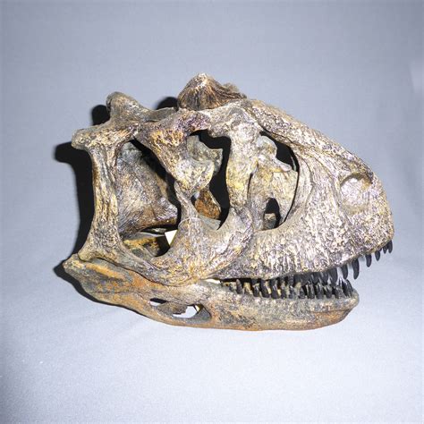 Carnotaurus Dinosaur Skull Replica - SkeletonsAndSkulls