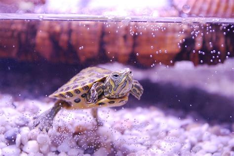 Cómo cuidar una tortuga de agua - Vivir entre Mascotas