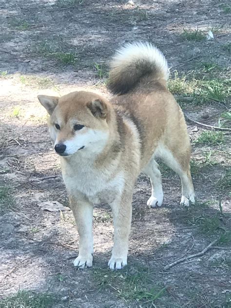 Shiba Inu Breeders - Whispering Pines Pups