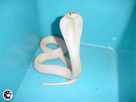 Albino animals - Albino dieren - Beautiful albino cobra | Albino Animals | Pinterest | Animal ...