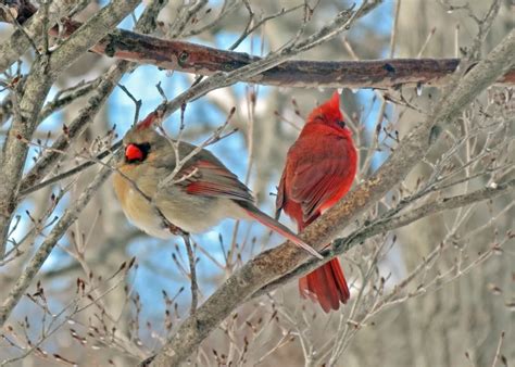 Northern Cardinal - Facts, Diet, Habitat & Pictures on Animalia.bio