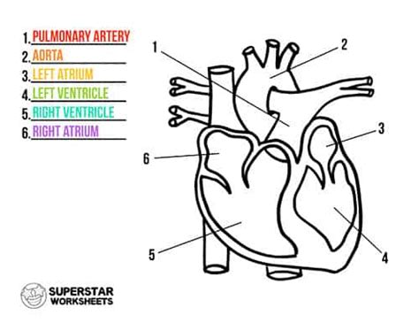 Heart Worksheets - Superstar Worksheets