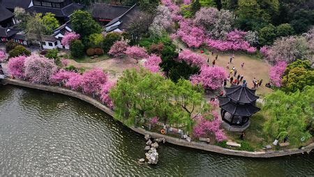 Asiatic apple flowers paint Chinese garden in east China - CGTN