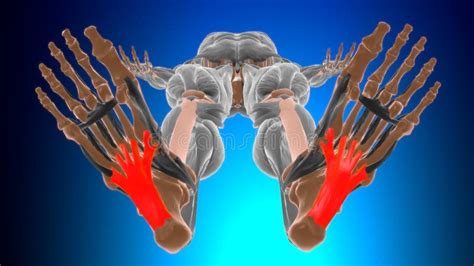 Long Plantar Ligament Anatomy for Medical Concept 3D Stock Illustration - Illustration of biceps ...