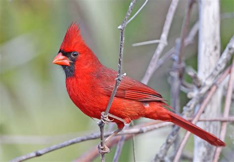 Ohio State Bird | Flickr - Photo Sharing!