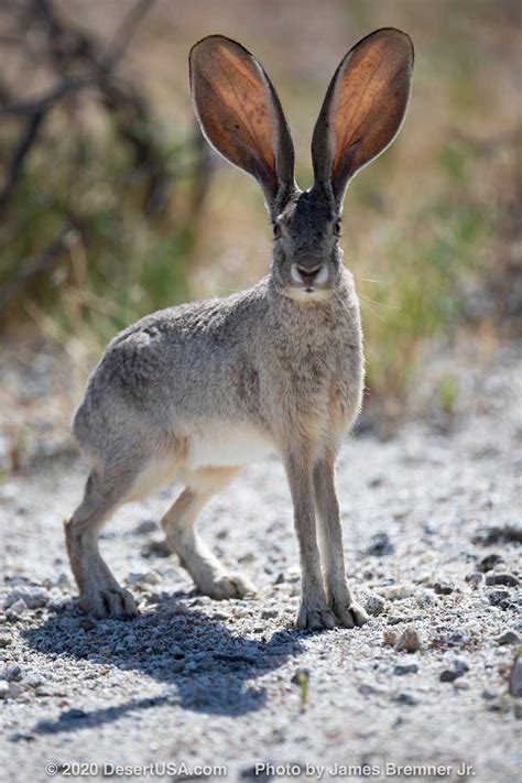 Jackrabbit: Black-tailed, White-Tailed, and Snowshoe Hares