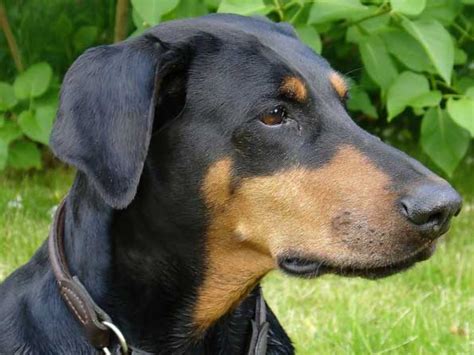 Doberman Pinscher Photo: Picture of Doberman Pinscher dogs