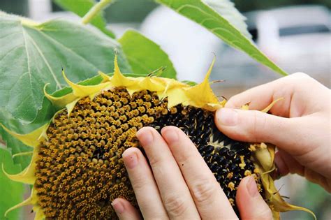 When to harvest sunflower seeds? ???? ???? Discover the optimal time