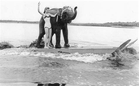 Queenie: The World’s Only Water Skiing Elephant | Vintage News Daily