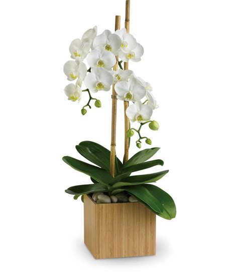 Beautiful Orchid flower delivery in Houston TX by Enchanted Florist