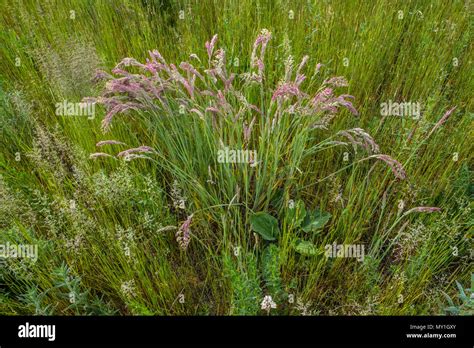 Different grasses in a hay meadow Stock Photo - Alamy