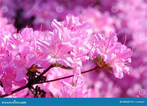 Pink Azalea Bush Blooming in Springtime Stock Photo - Image of azalea, pink: 96420174