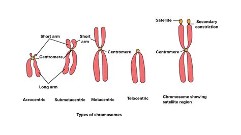 What are the 4 types of chromosomes?