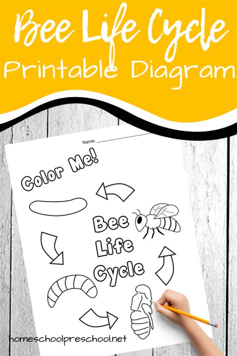 Free Printable Honey Bee Life Cycle Diagram