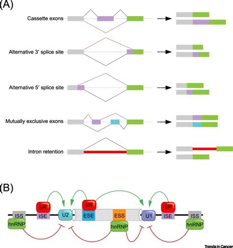 RNA Splicing and Cancer: Trends in Cancer