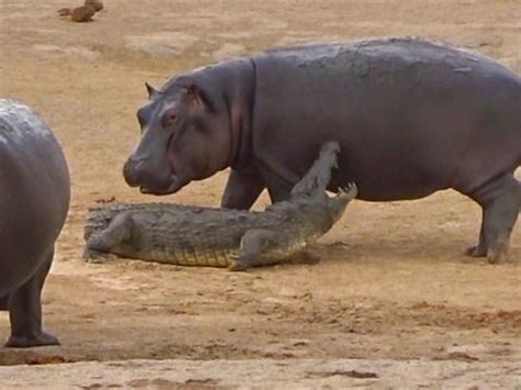 Hippopotamus Vs Lion